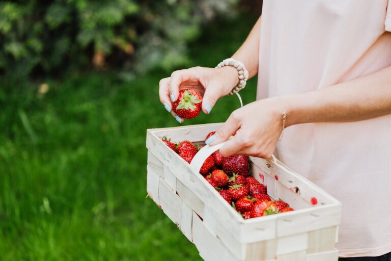 Metro Vancouver’s Ultimate U-Pick Farm Guide: Berry Picking, Pumpkin Patches & Family Fun!