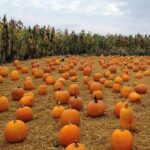Richmond Country Farms