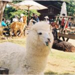 UU Family Farm