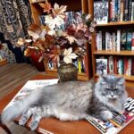 Groove Cat Books & Records