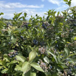The Ultimate Guide to U-Pick Farms in Metro Vancouver: Fresh Fun for Every Season! (2026 Edition)