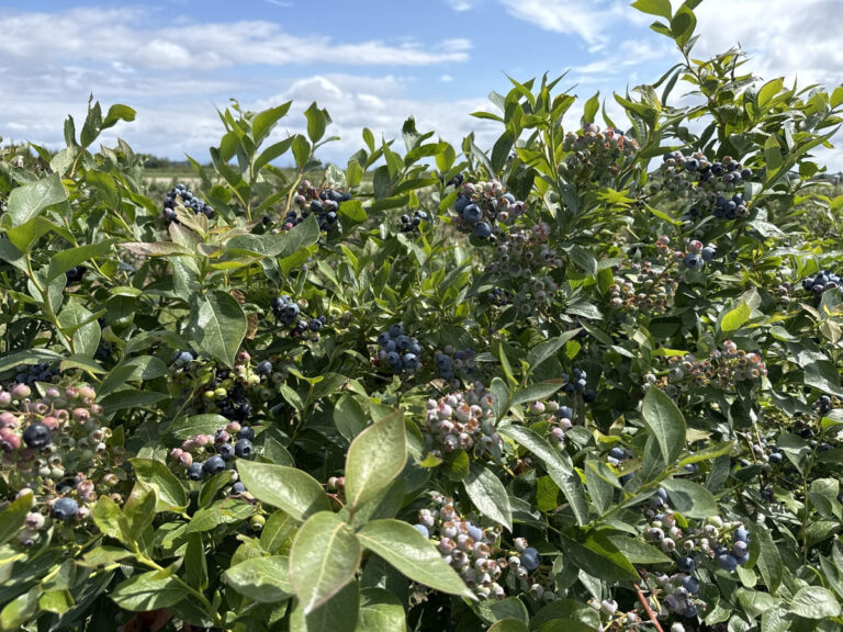 The Ultimate Guide to U-Pick Farms in Metro Vancouver: Fresh Fun for Every Season! (2026 Edition)